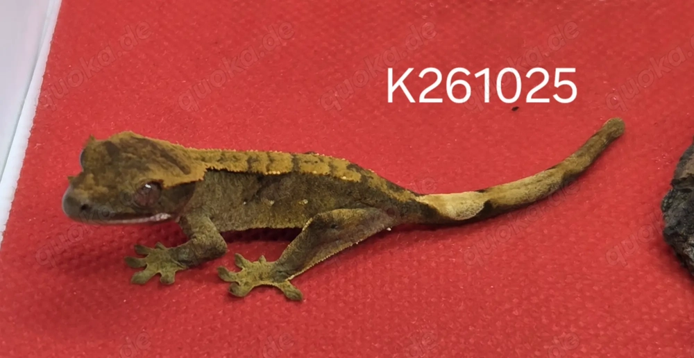 Kronengecko Nachwuchs, Correlophus Ciliatus