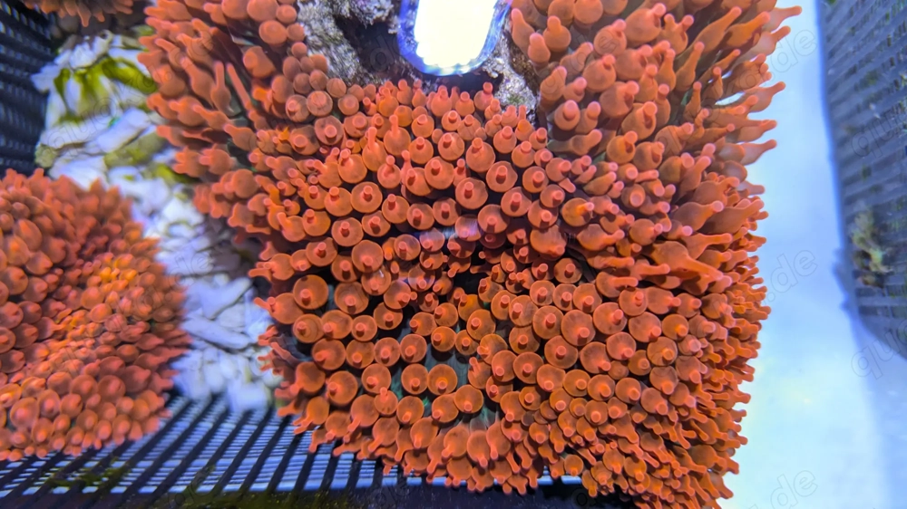 Kupferanemonen - Entacmea quadricolor