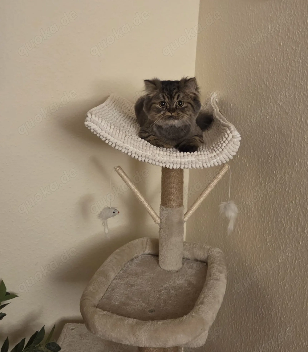 Reserviert - Suche besten Platz für jungen Perserkater (mit Nase) 