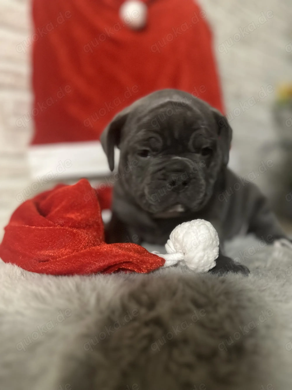 Old Englisch Bulldoggen Welpen