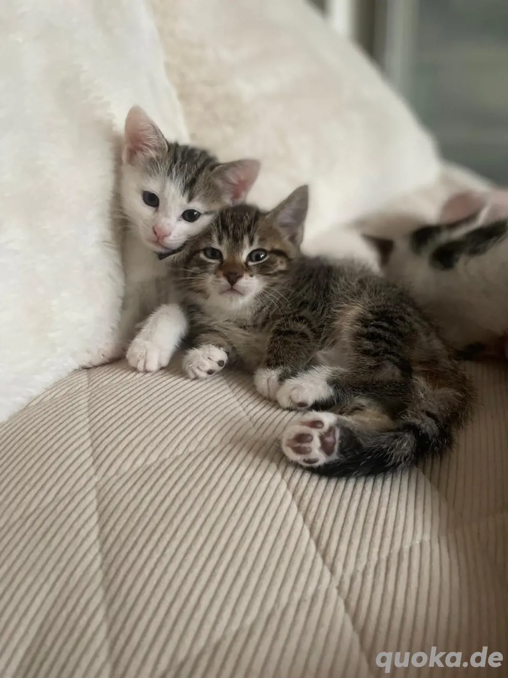 Katzen Kitten Katzenkinder Katzenbaby 