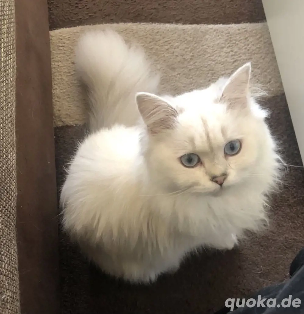 Reinrassig BLH weiblich sucht eine neues Zuhause. 