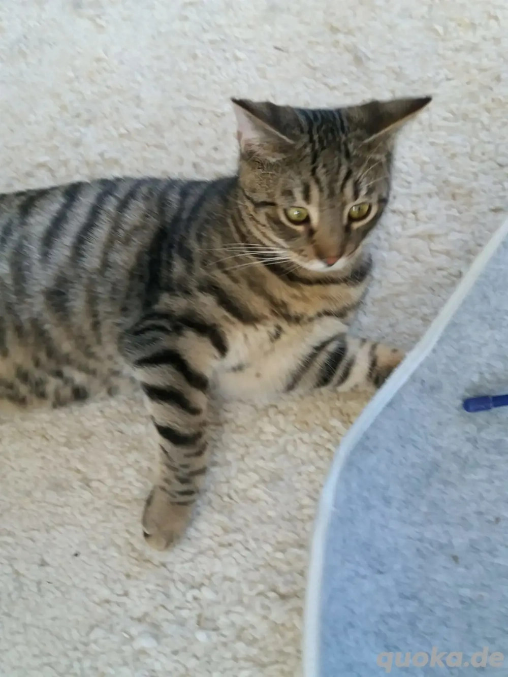 Seppi, sechs Monate alt