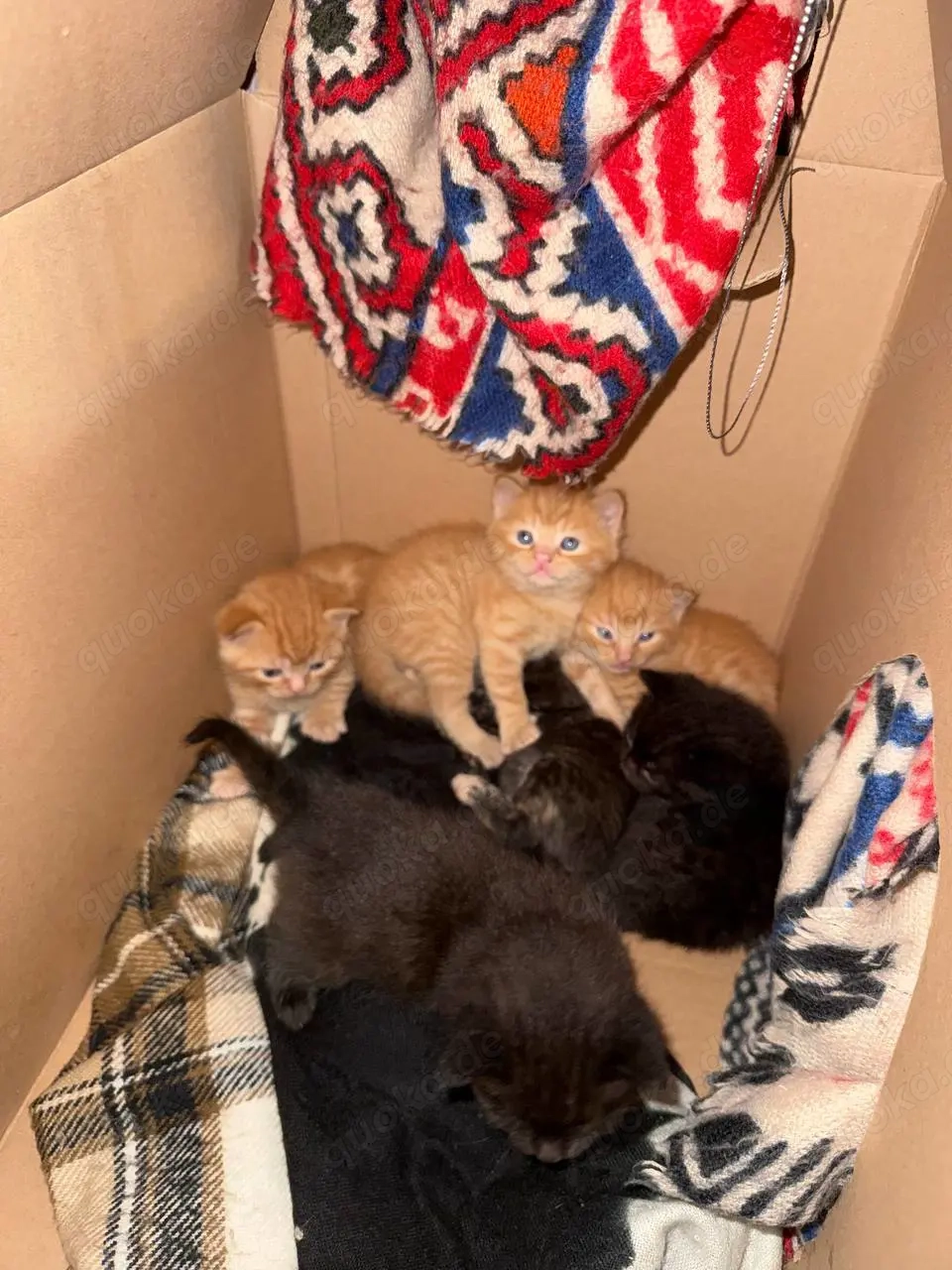 Zuckersüße Kätzchen suchen ein liebevolles Zuhause!