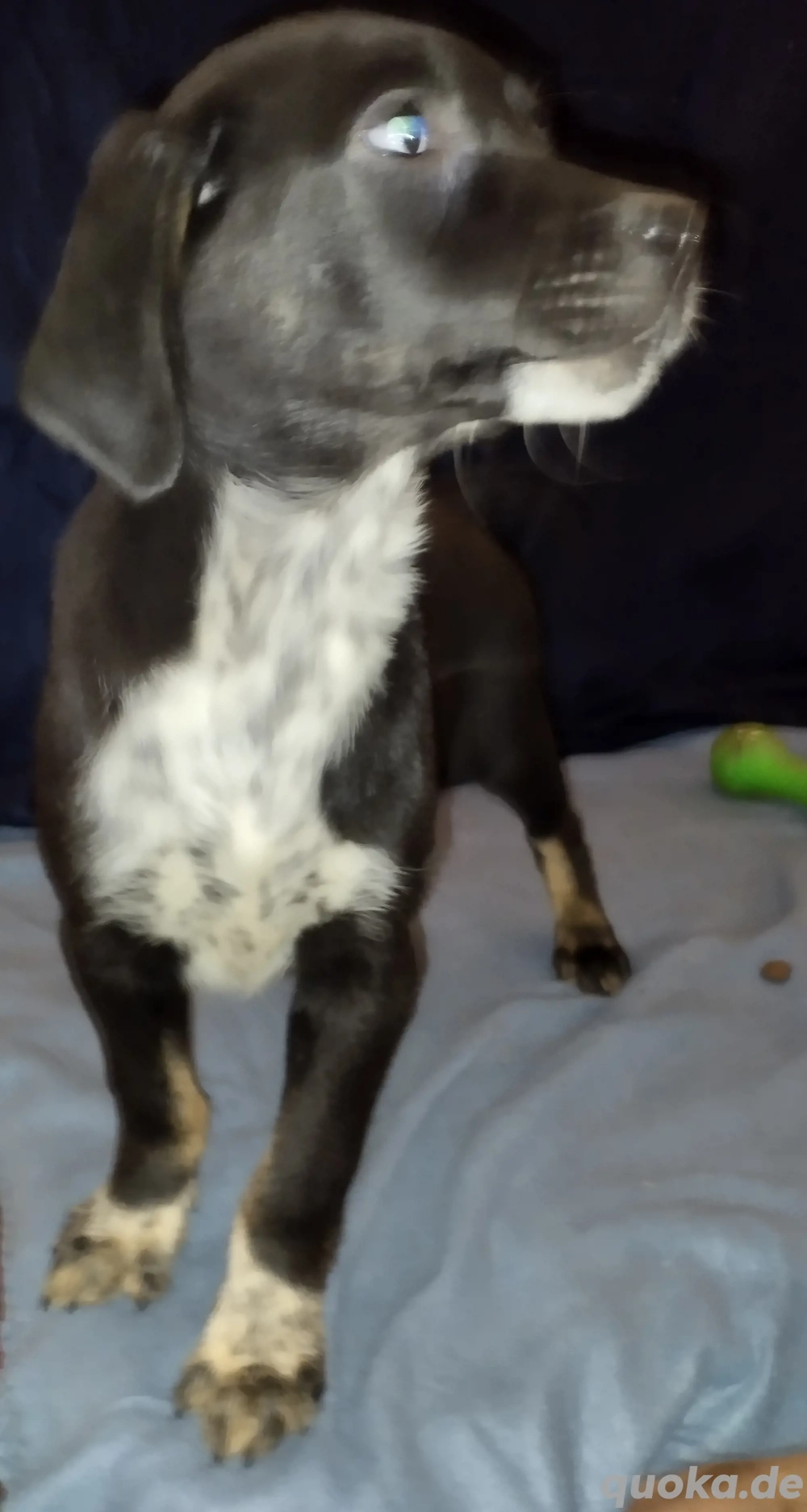 Labrador Mischling schwarz, grau,