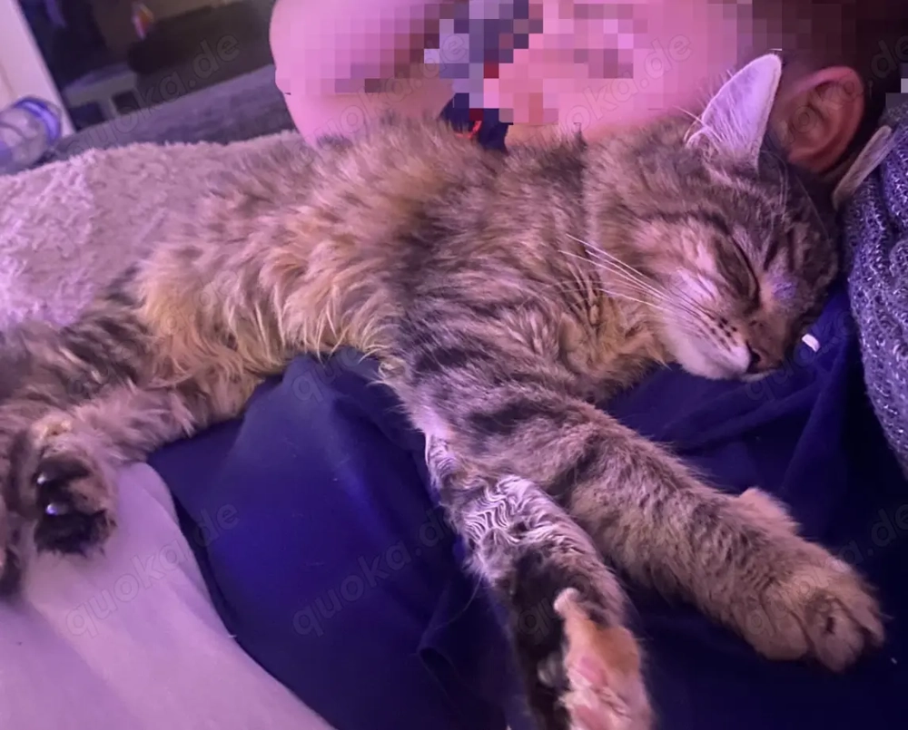 maine-coon katze nala