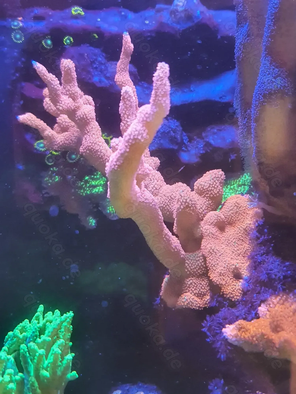 Korallen Meerwasser Ableger Aquarium