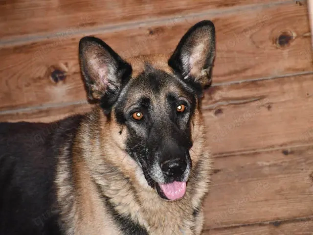 Airon sucht sein Zuhause (noch auf Sardinien)