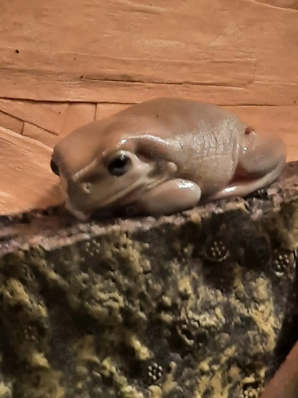 Verkaufe Frösche korallenfinger und pacmanfrosch 