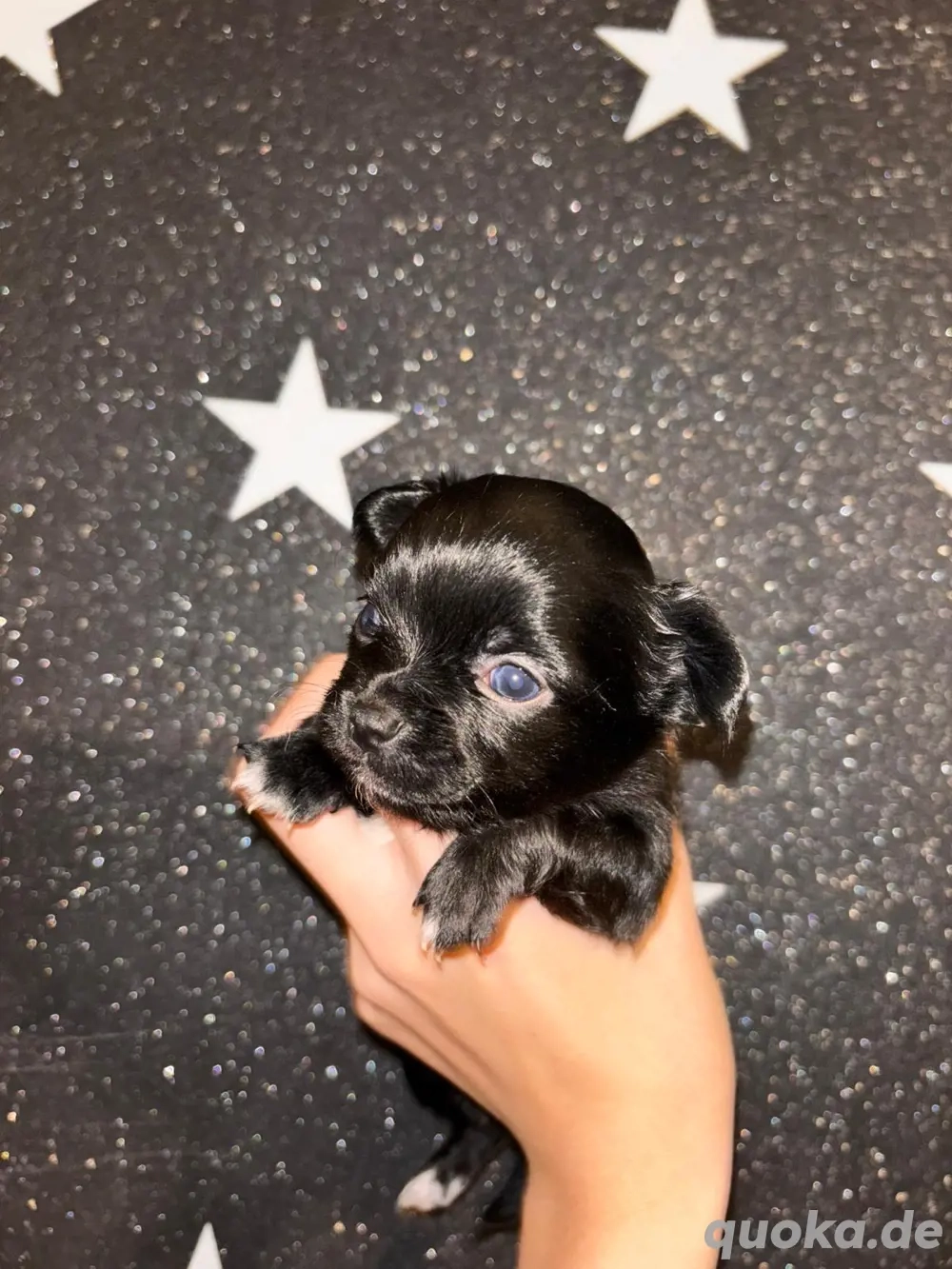 kleine chihuahua hündin ( welpe) 