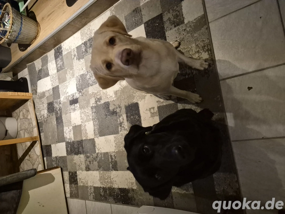 reinrassige  Laprador in gute Hände abzugeben 