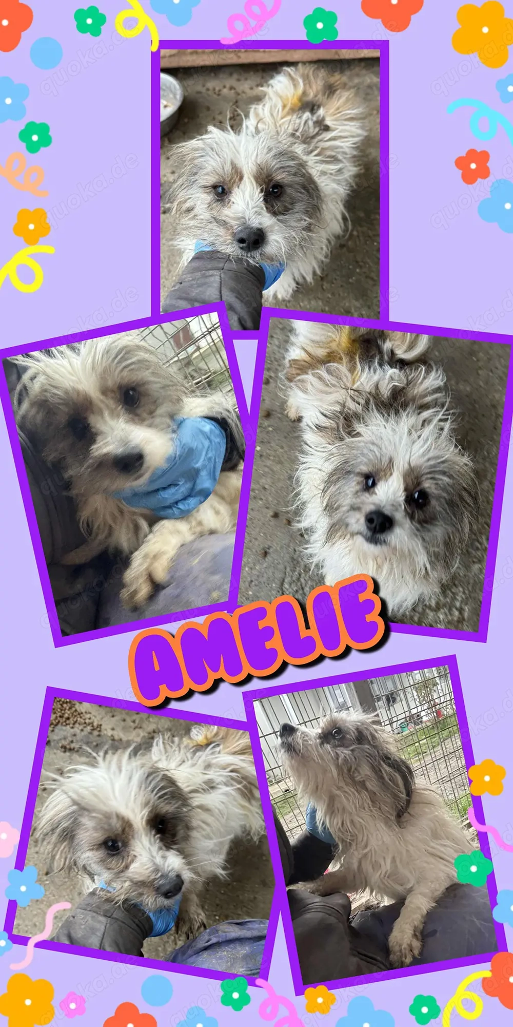 kleine, liebe Hündin "Amelie" sucht dringend ein schönes Zuhause
