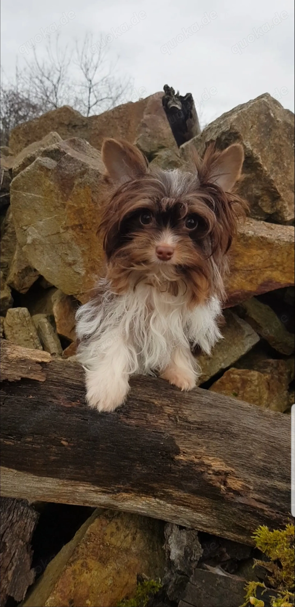 Yorkshire Terrier 