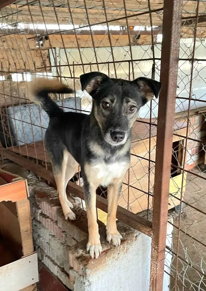 Kanzi möchte deine Wegbegleiterin sein