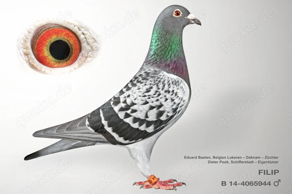 BRIEFTAUBEN, Sommerjunge 2025 aus Weitstreckenlinien