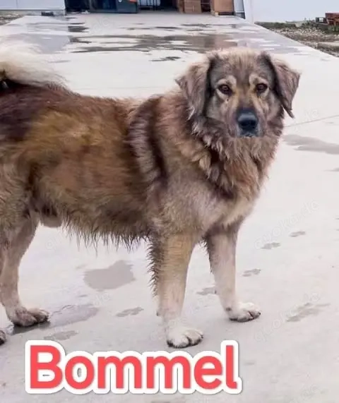 Bommel - findet er bald ein Zuhause für immer?