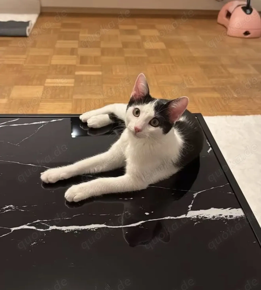 Bengal mix Kitten weiblich 