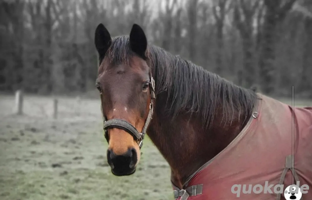 Beisteller zu verkaufen (reitbar)