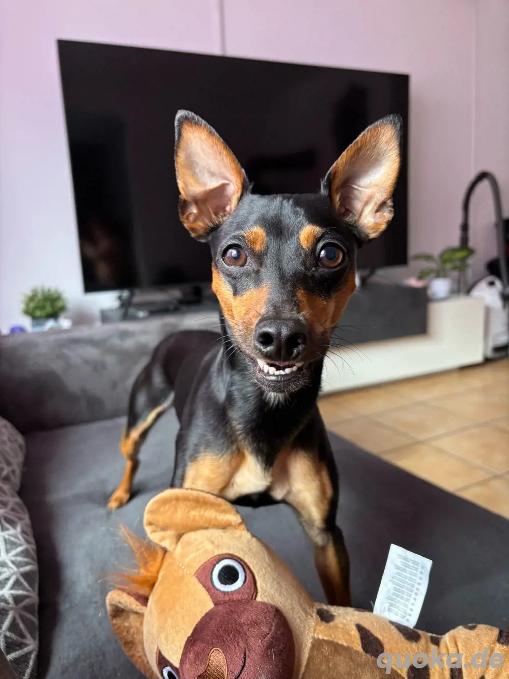 Zwergpinscher Hündin (2 Jahre alt) sucht liebevolles Zuhause