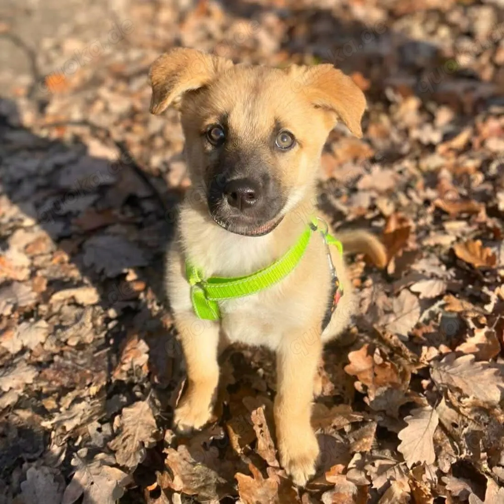 Nala - ist selbstbewusst