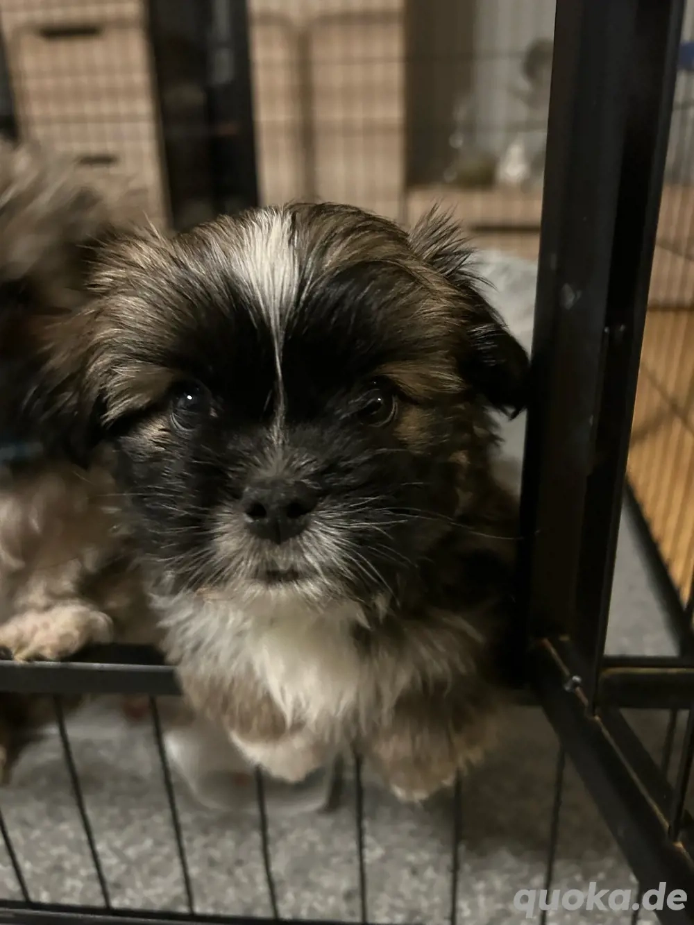 ShihTzu Mix Welpen