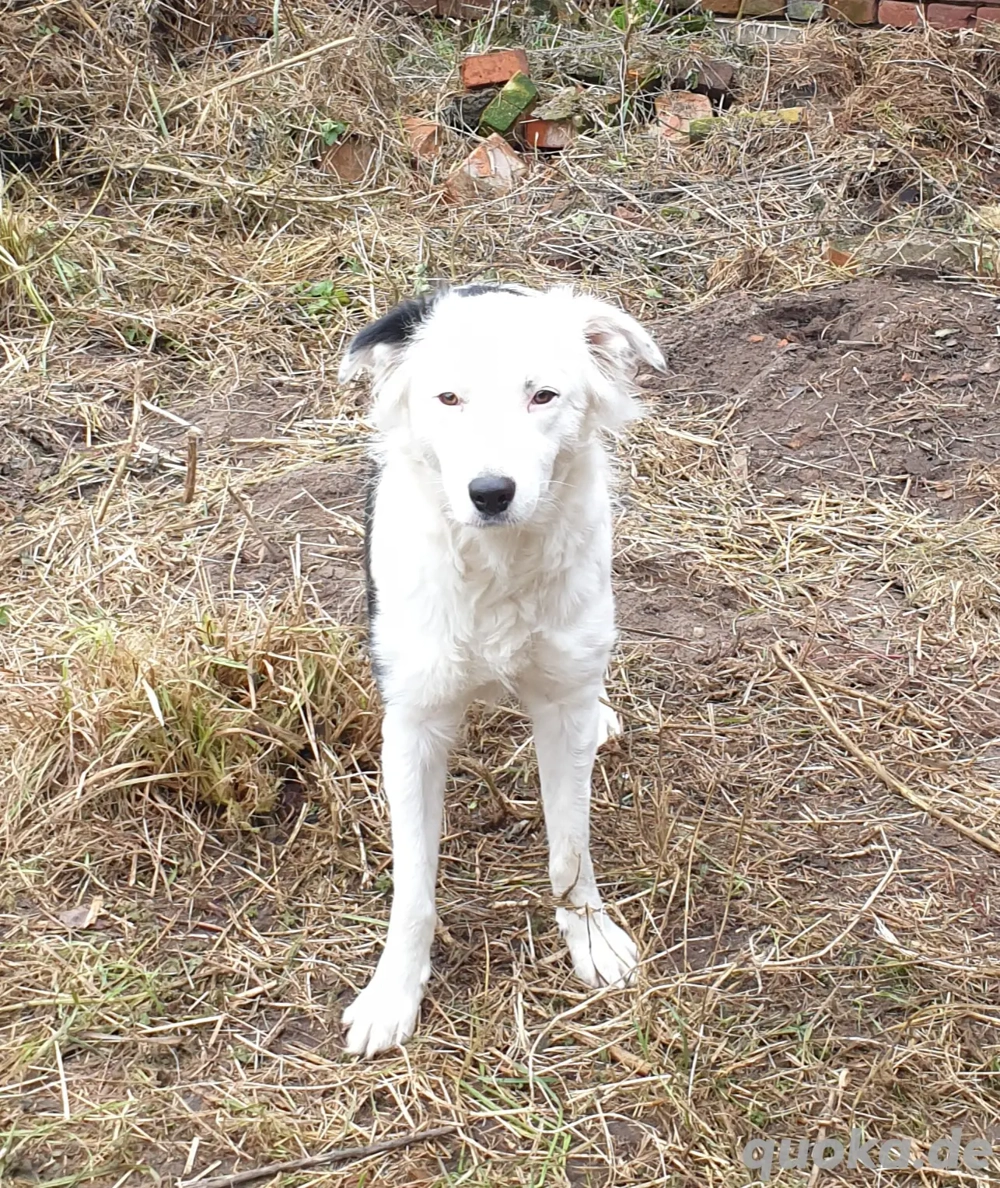 Border Collie Hündin 1 2 Jahren alt