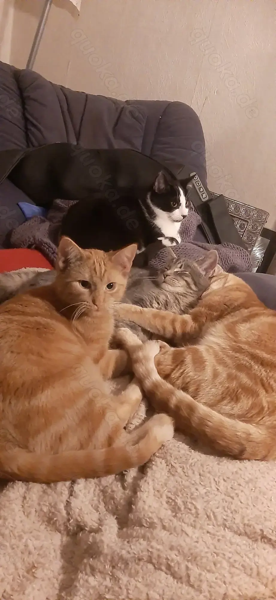 Americanshorthairmix- Jungkatzen