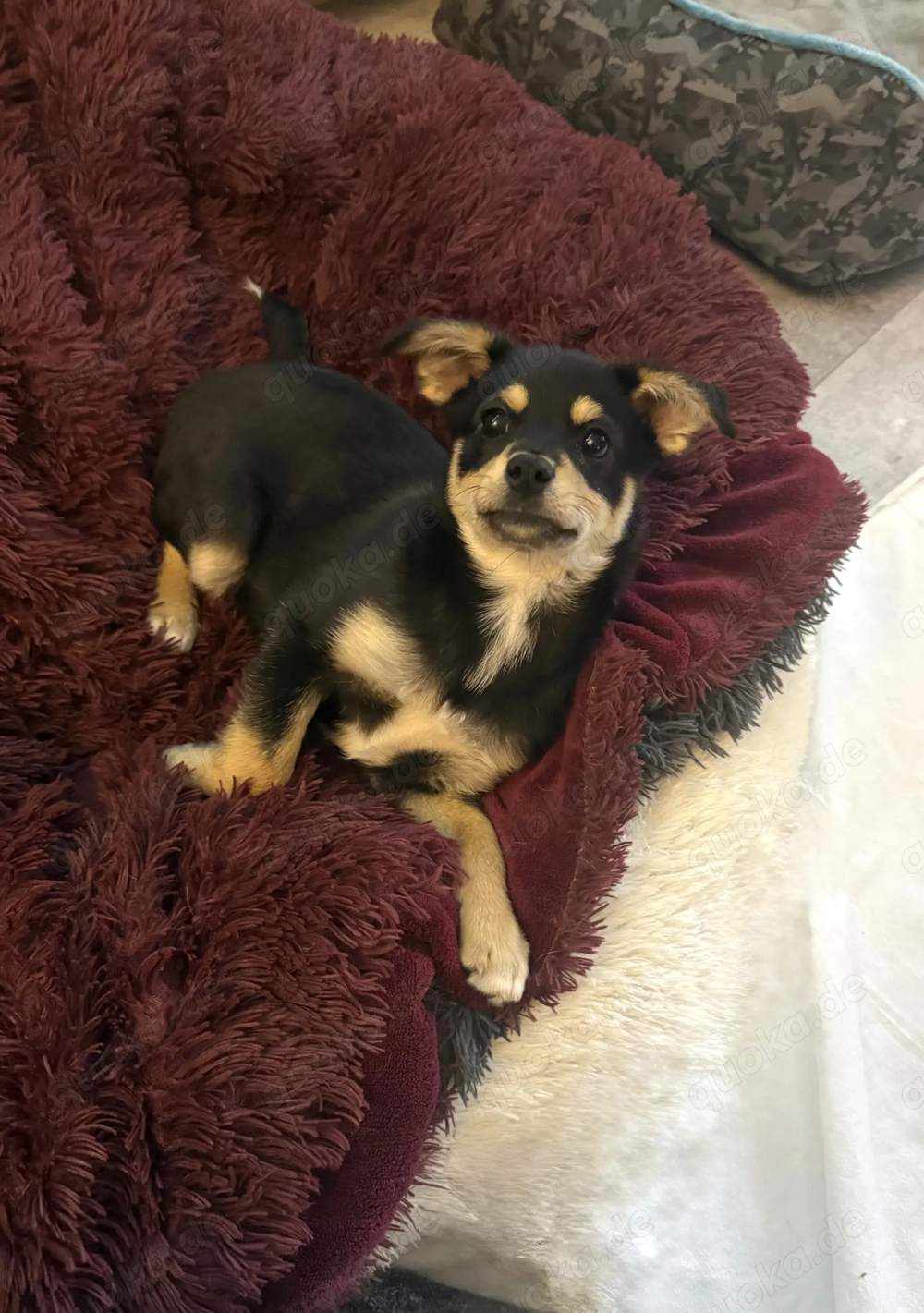 Bonny ein verschmuster Pinschermix 