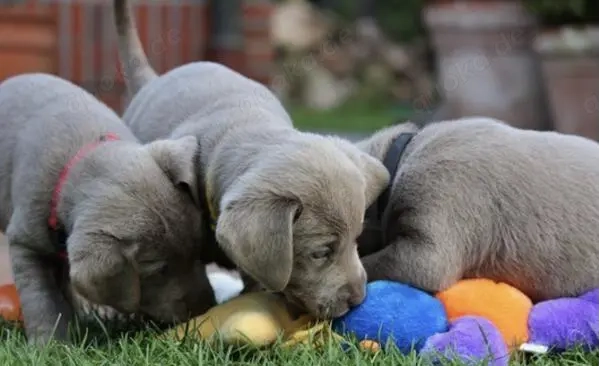 Reinrassige Silber Labrador welpen suchen liebevolles zu Hause