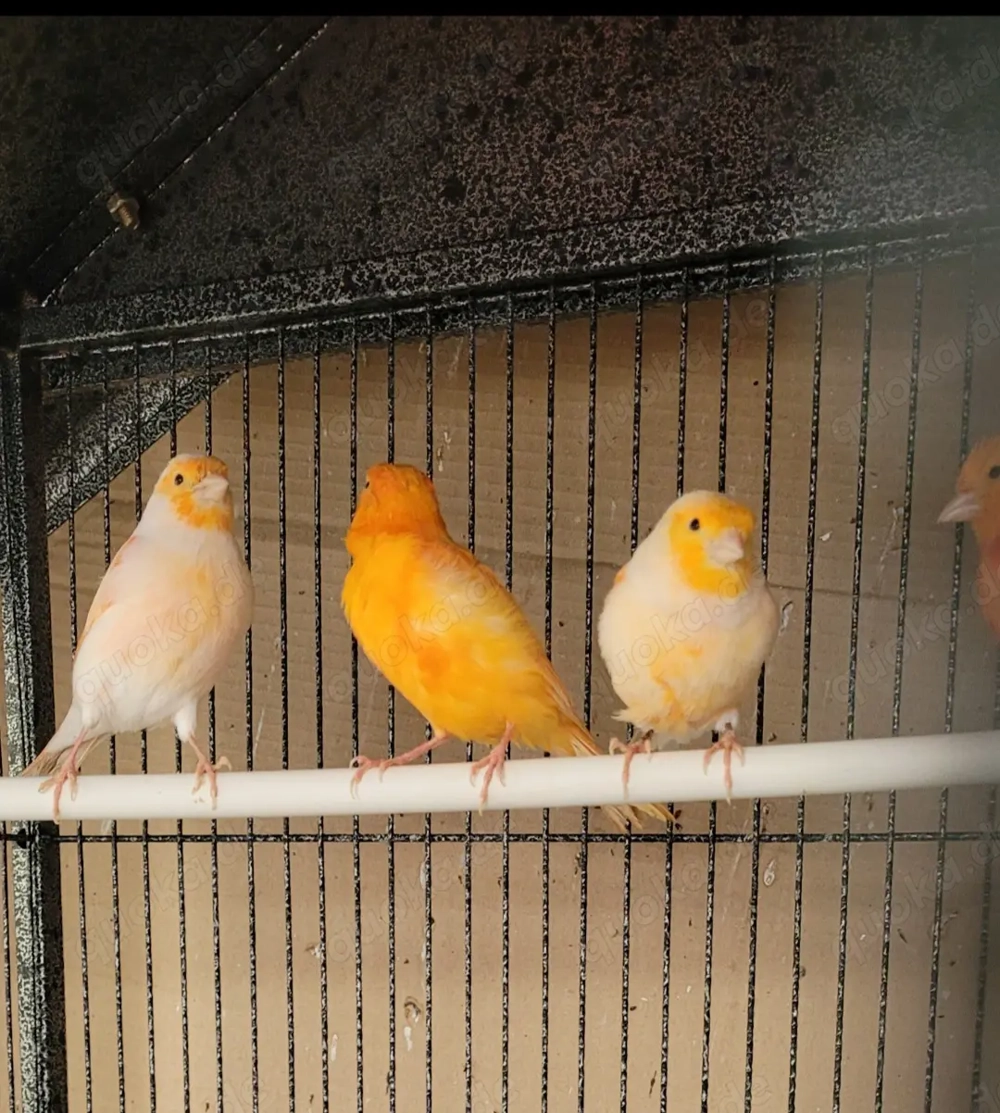 Kanarien Kanarienvögel. 