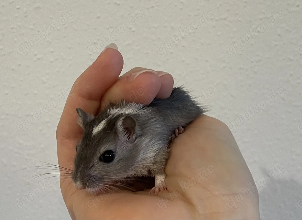 Handzahme Rennmäuse aus langjähriger Hobbyzucht 