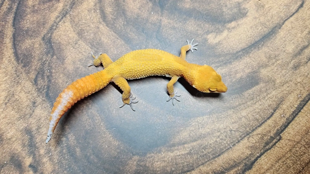 Leopardgecko Blood Mandarin 0.1