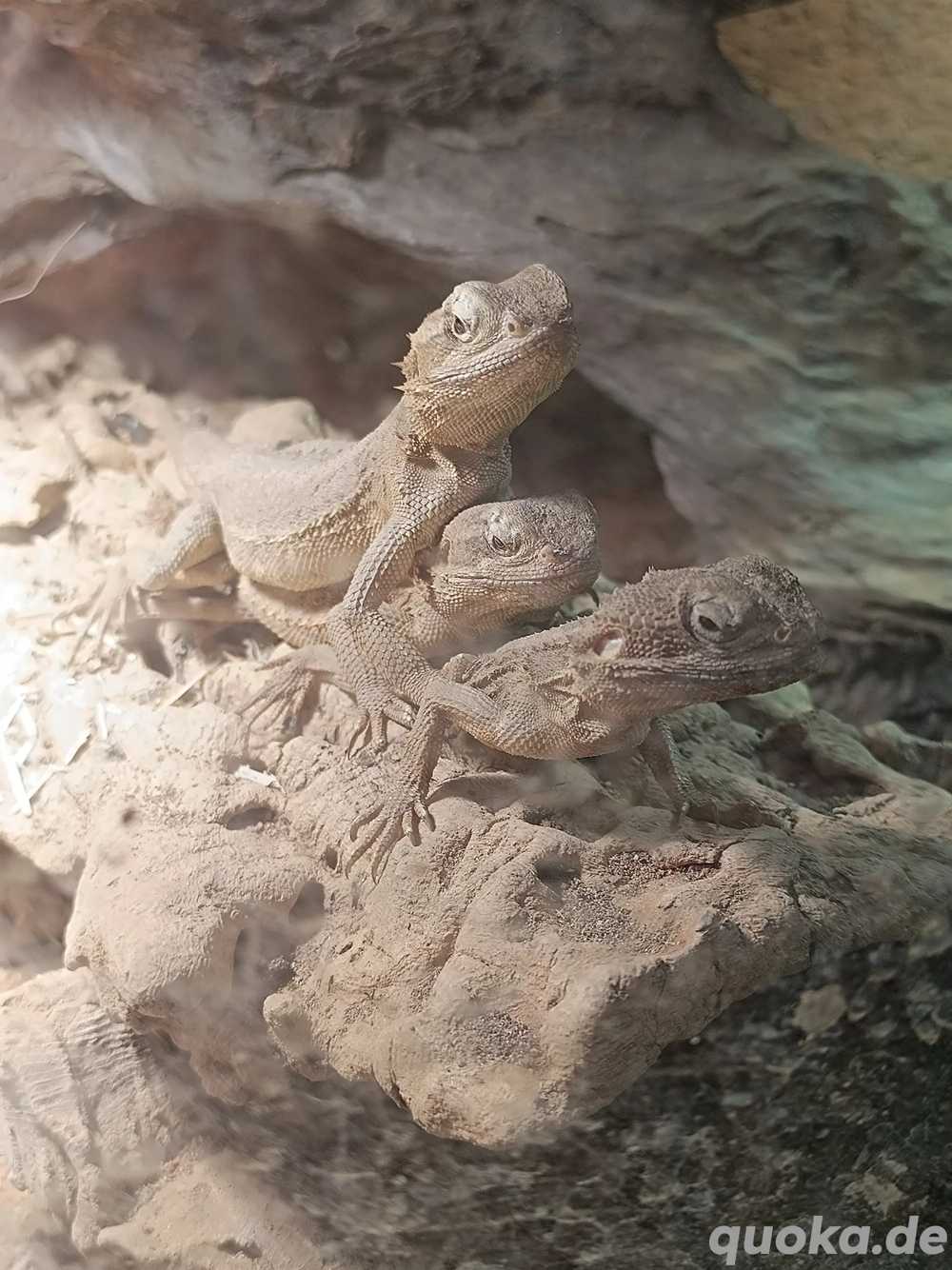 Drei Zwergbartagamen mit Holzterrarium