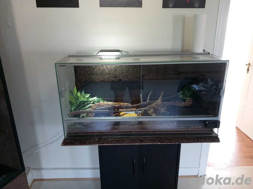 Python Regius Ultramel '20