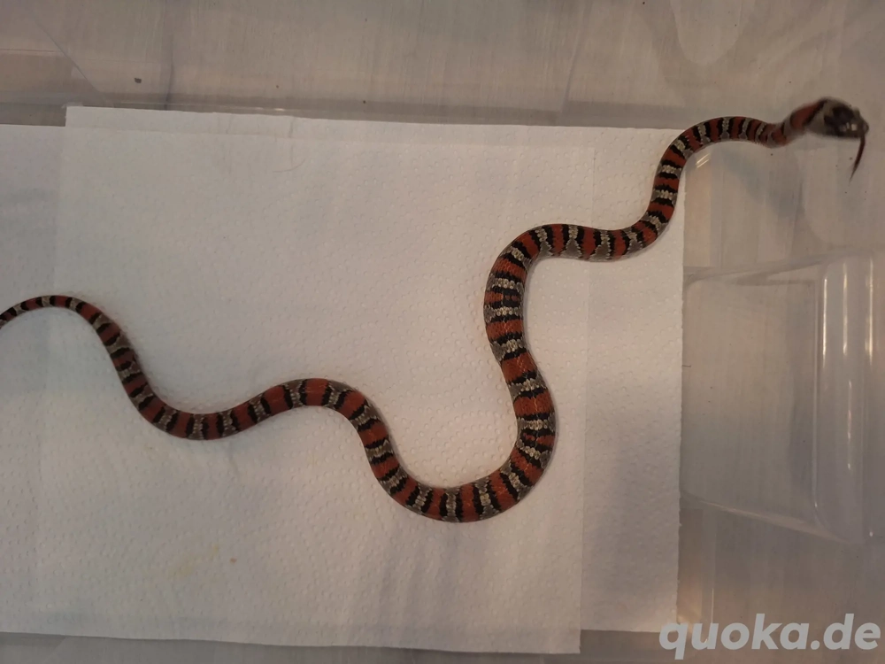 1.2 Lampropeltis Leonis
