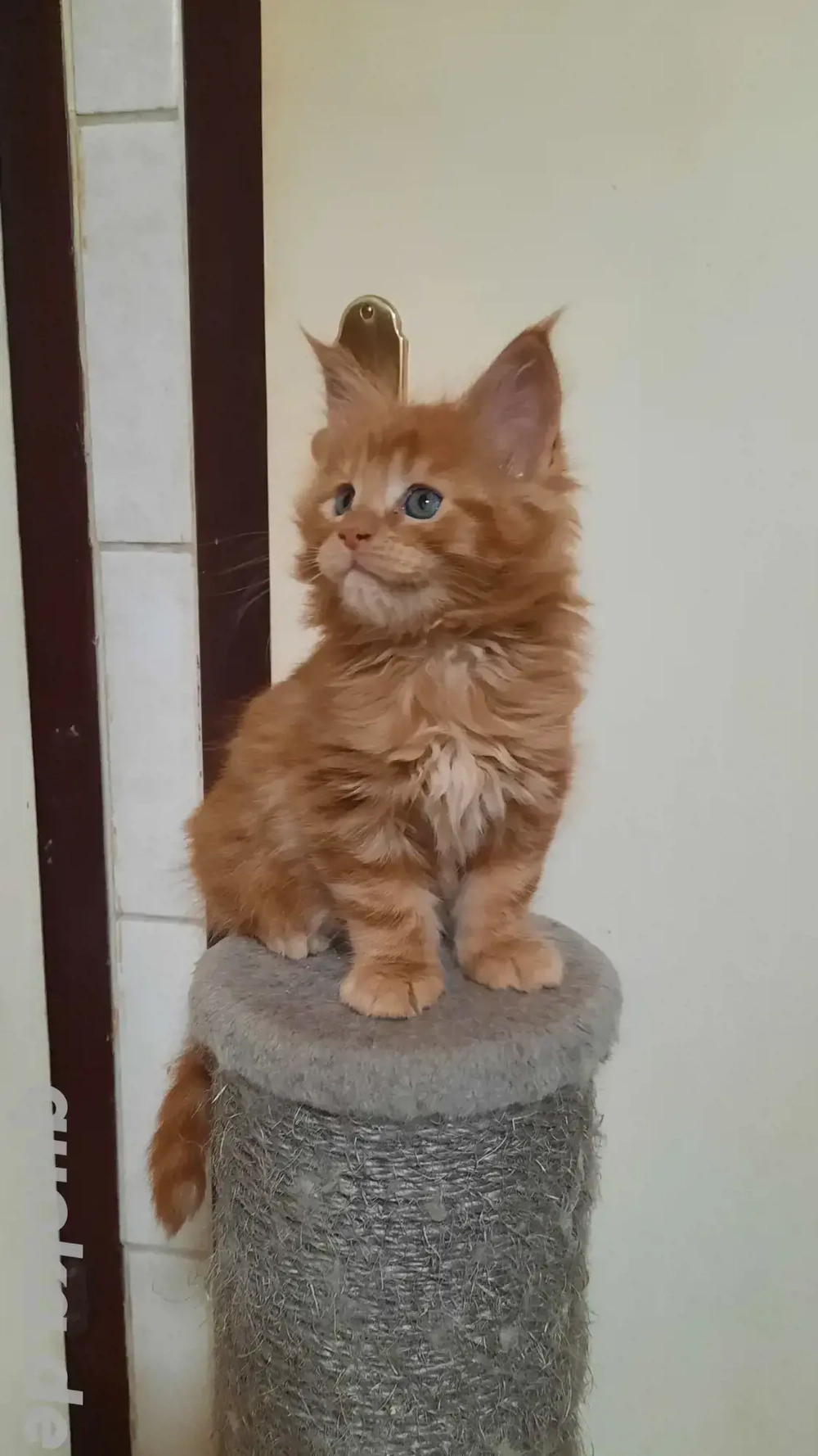 Wunderschönes Maine-Coon-Kitten 