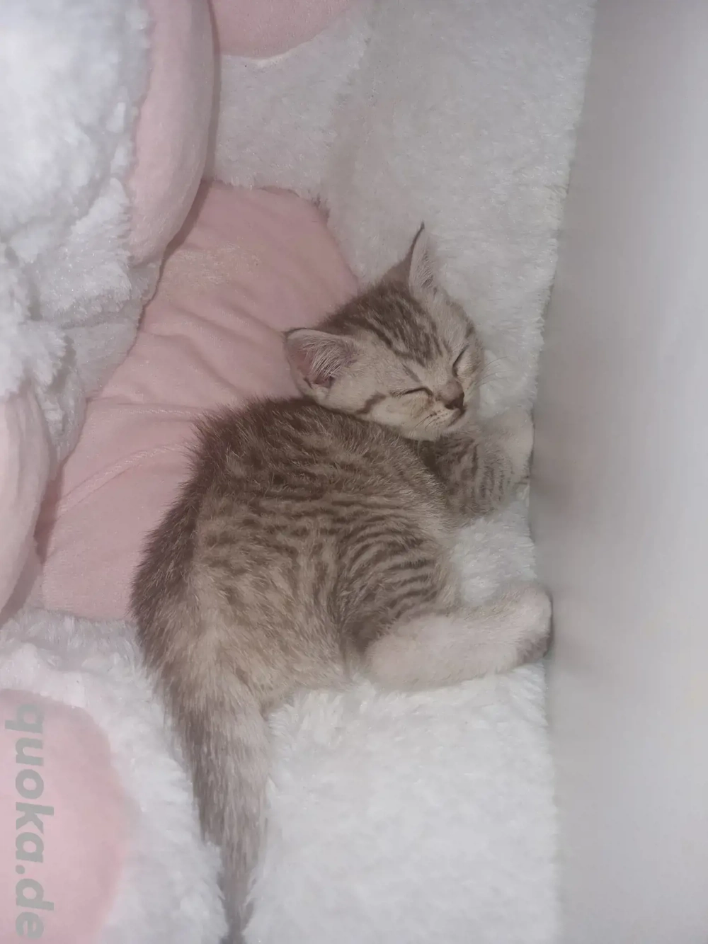 Britisch Kurzhaar Bkh kitten  2 Mädchen frei 