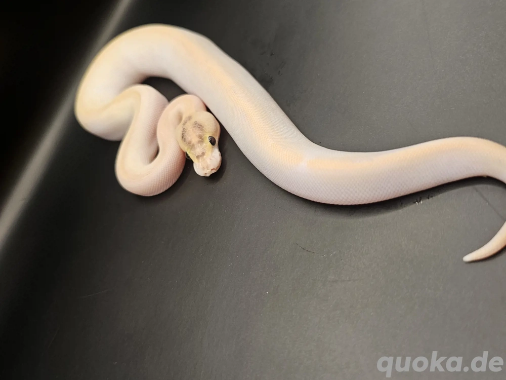 *Hamm*Orange dream ivory pos enchi, calico 0.1 Königspython