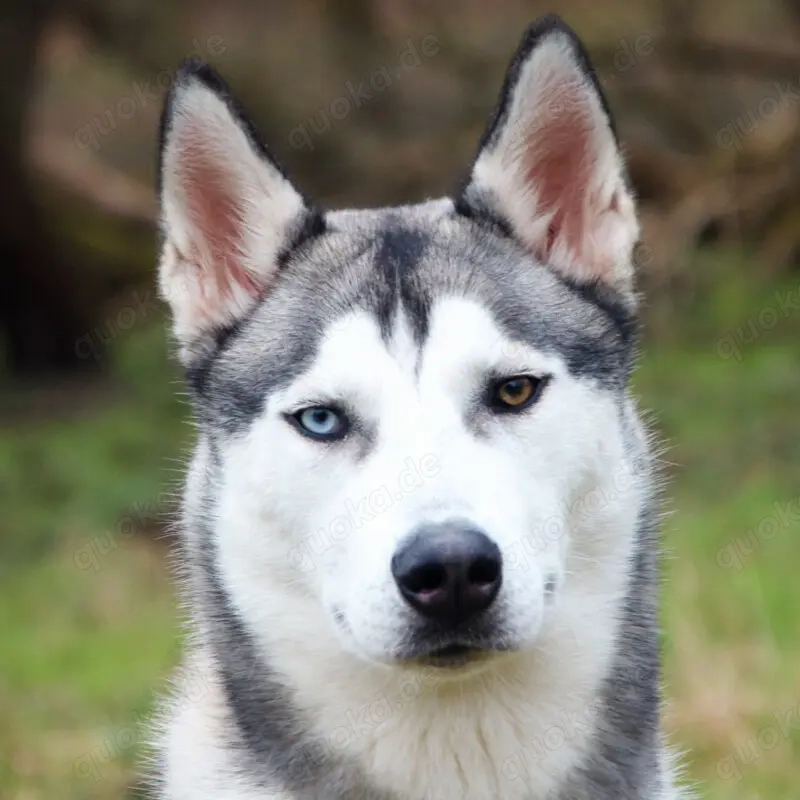 Bon - 10 Monate - Husky - Tierhilfe Franken e.V