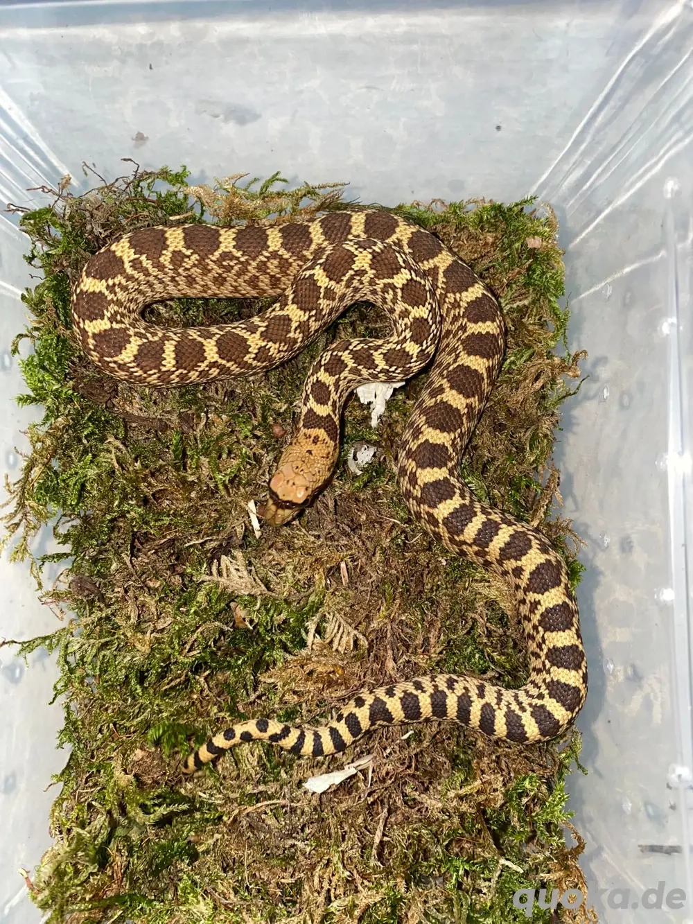1.4 Pituophis catenifer affinis Marathon Texas, Gophernatter 
