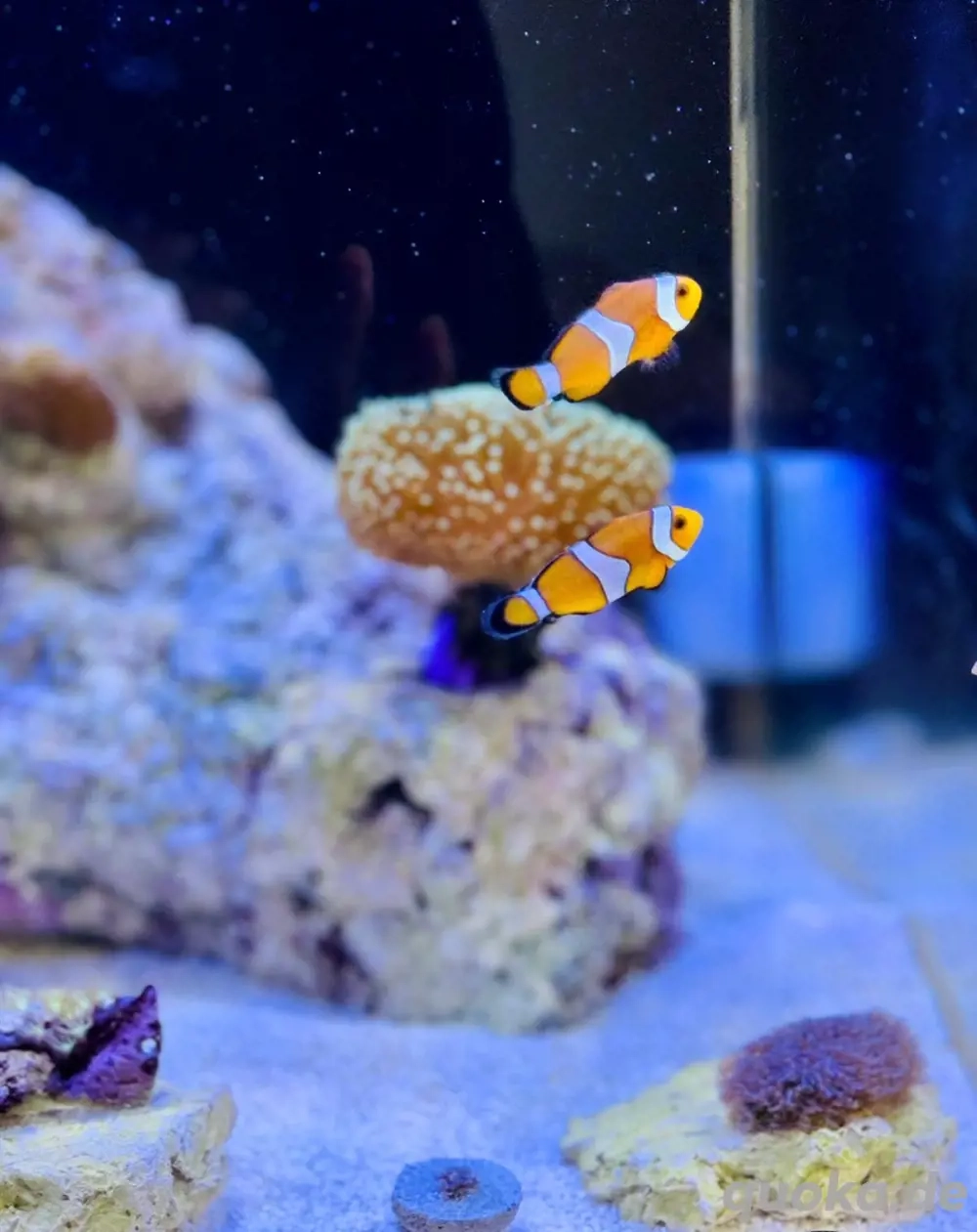 meerwasser gruppe münsterland 