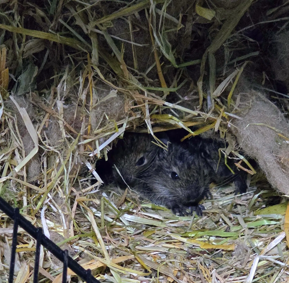 2 Degu Buben abzugeben