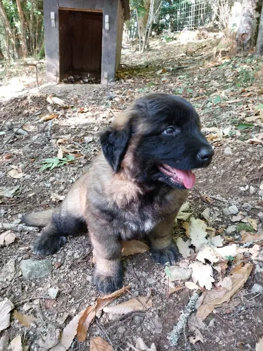 reinrassige Portugiesischer Schäferhund (Estrela) Welpen