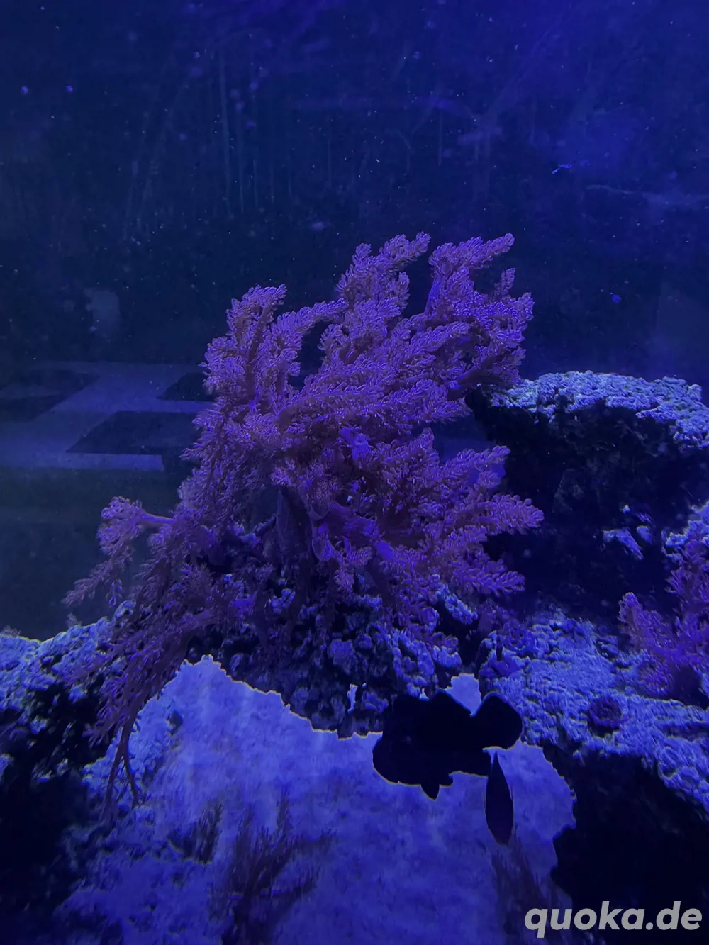 Korallen Keniabäumchen Ableger Meerwasser