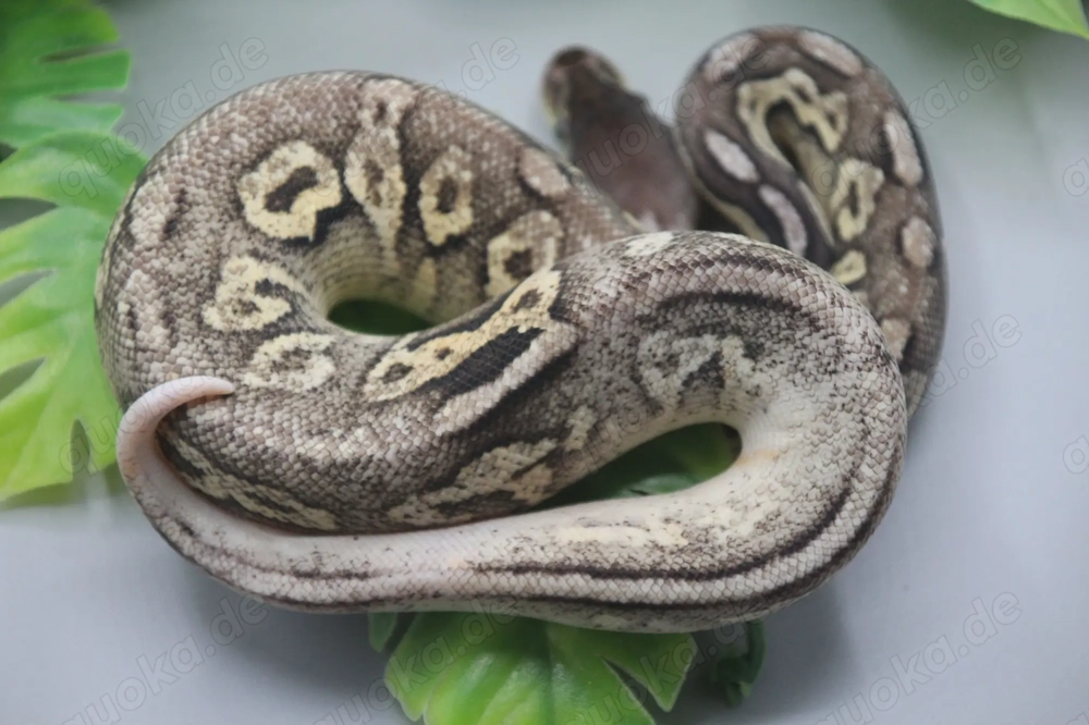 1.0 Sandblast Pewter 100% het. Piebald ENZ 2025