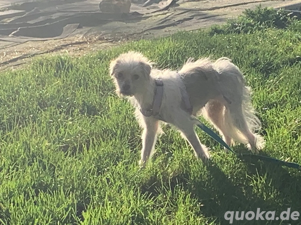 Mica 2 jahre in Deutschland 