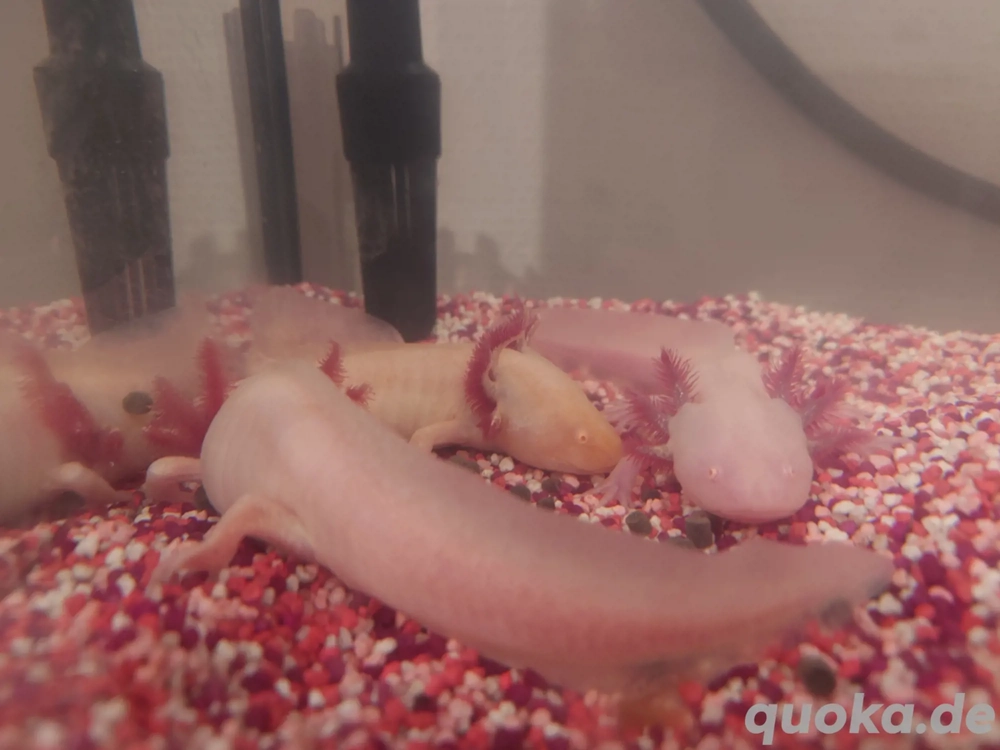 Axolotl Nachwuchs abzugeben 