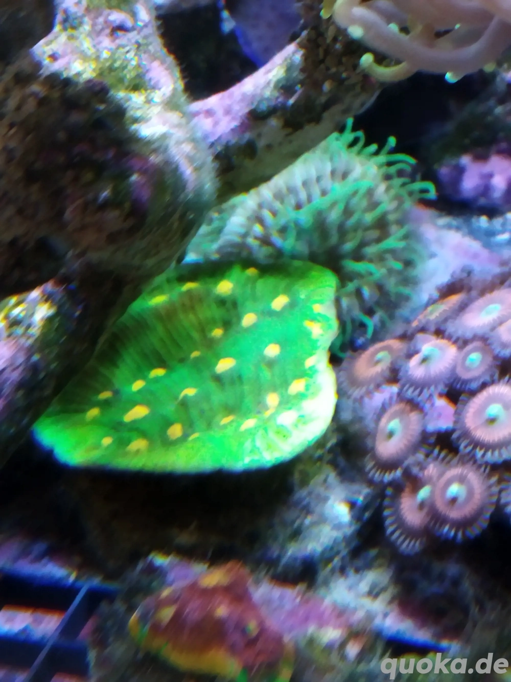 chalice space invader Meerwasser Koralle 