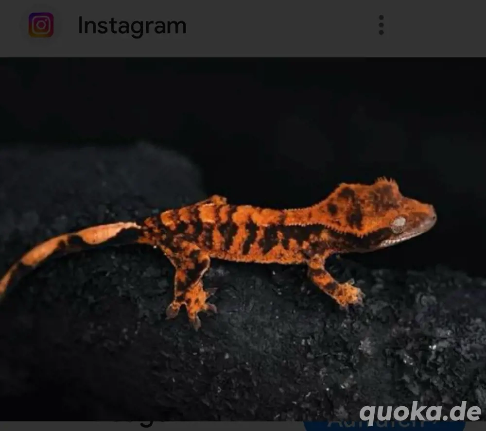 Suche Halloween Kronengecko Weibchen