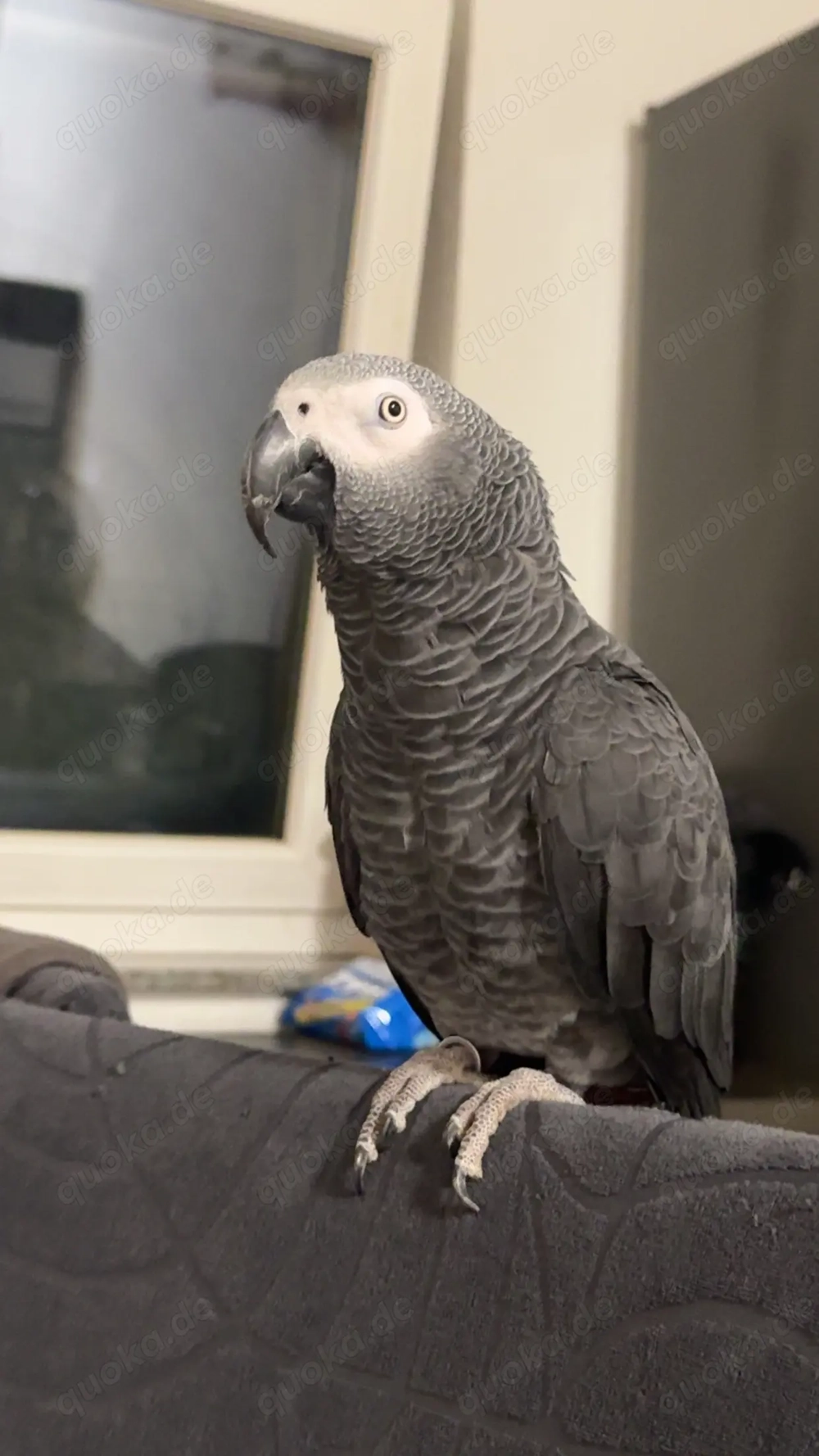 Graupapagei (männlich, 2022) 